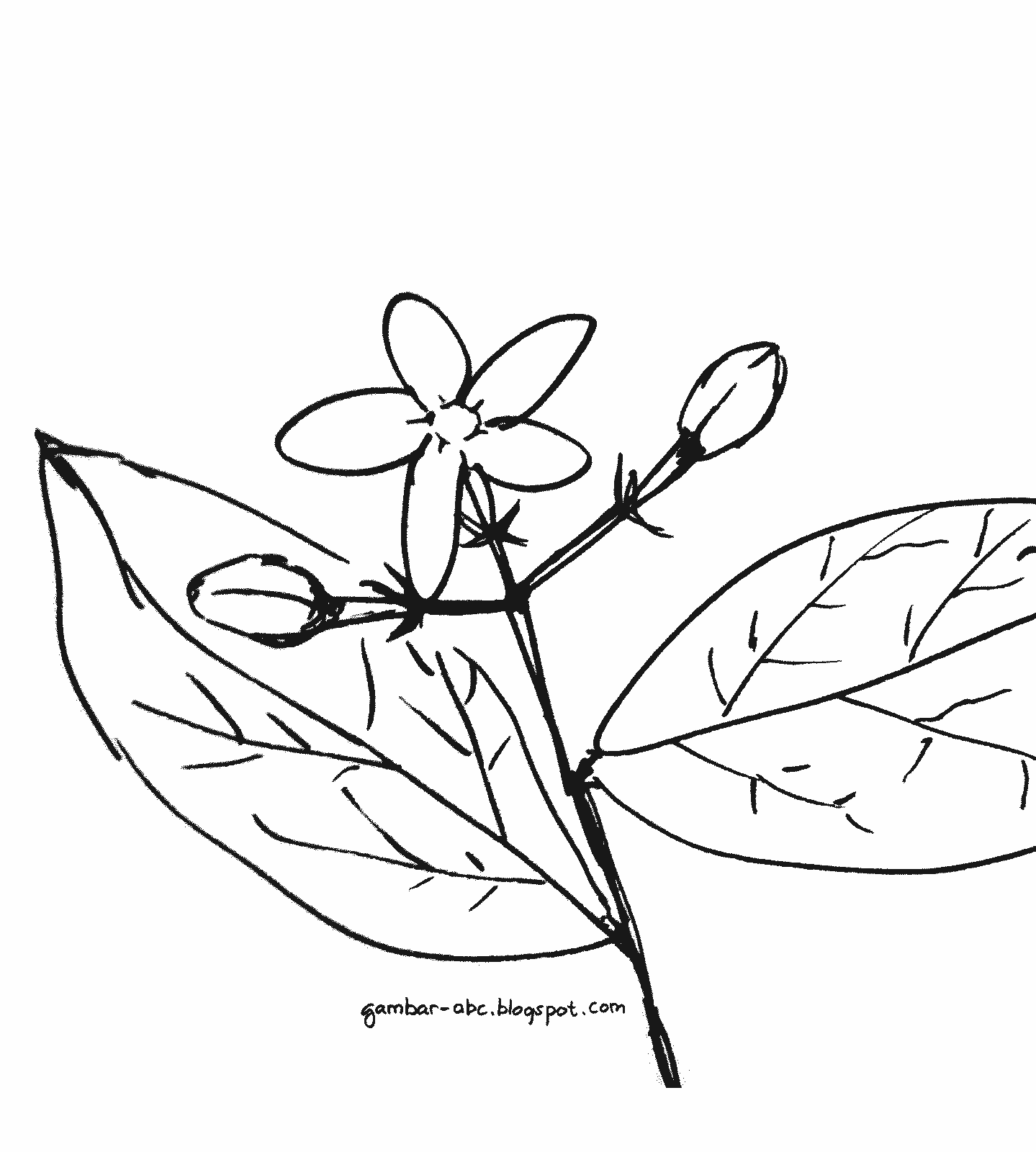 Detail Gambar Bunga Melati Sketsa Nomer 16