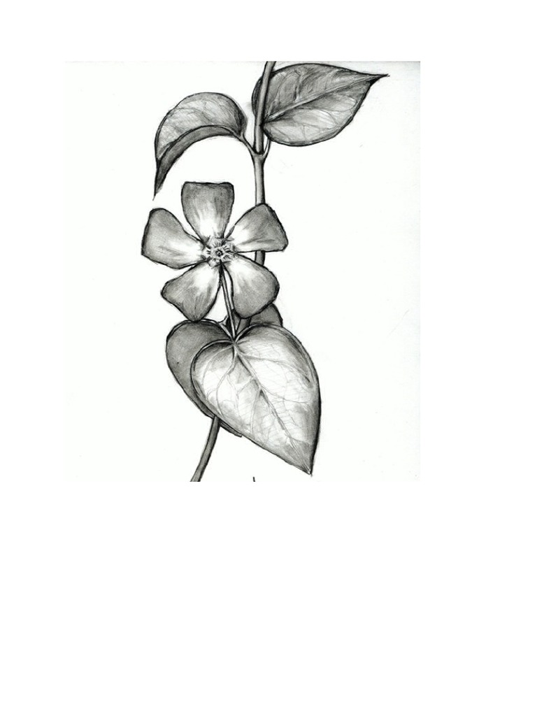 Detail Gambar Bunga Melati Sketsa Nomer 25