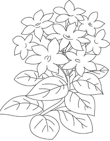 Detail Gambar Bunga Melati Sketsa Nomer 9