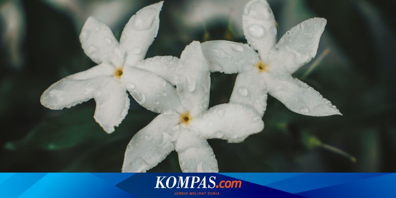 Detail Gambar Bunga Melati Tanpa Warna Nomer 26