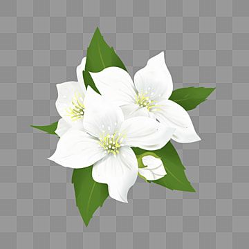 Detail Gambar Bunga Melati Yg Cantik Nomer 31