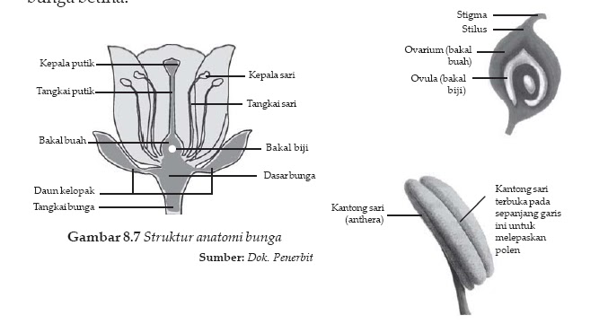 Detail Gambar Bunga Melinjo Dan Bagiannya Nomer 4