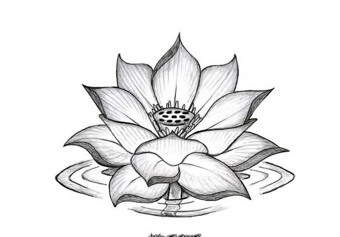 Detail Gambar Bunga Menggunakan Pensil Nomer 26