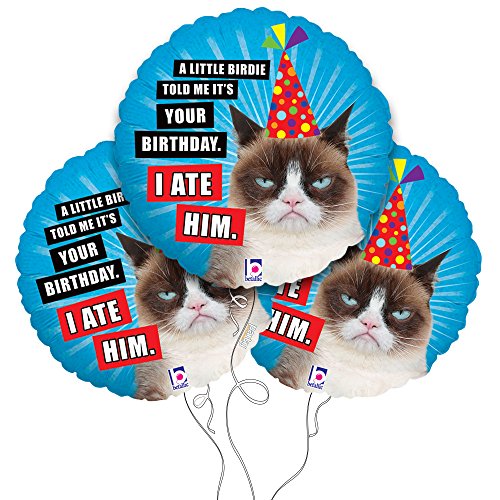 Grumpy Cat Ragdoll - KibrisPDR
