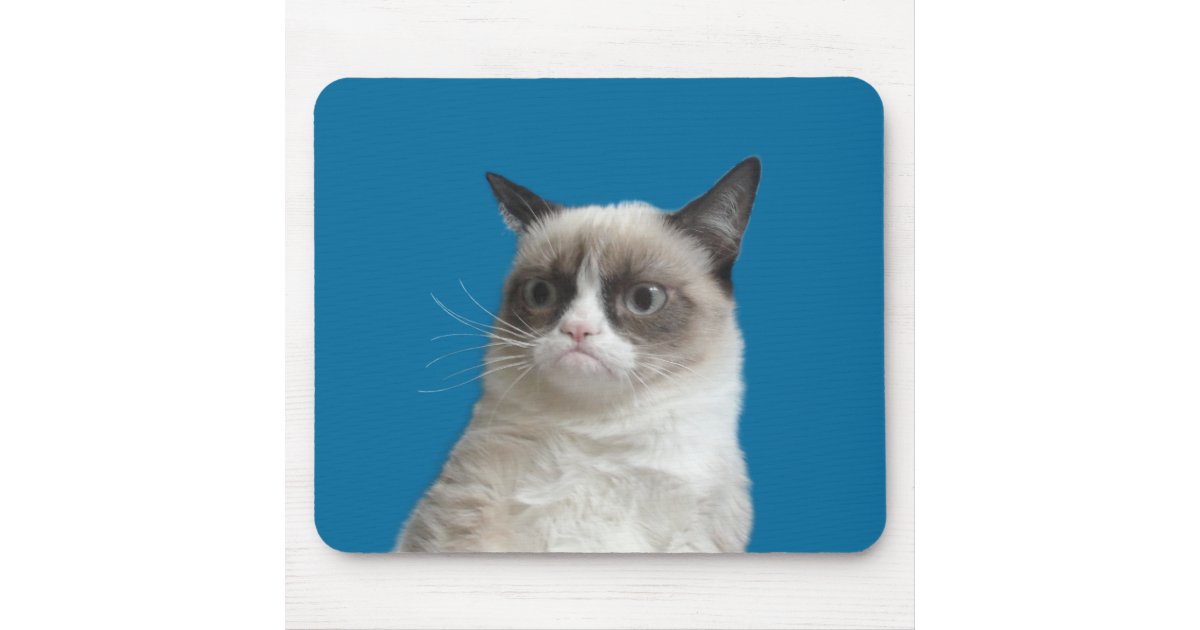 Detail Grumpy Cat Ragdoll Nomer 2
