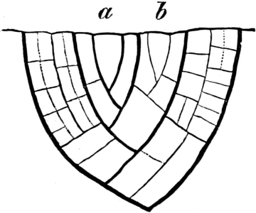 Detail Aderung Des Blattes Nomer 14