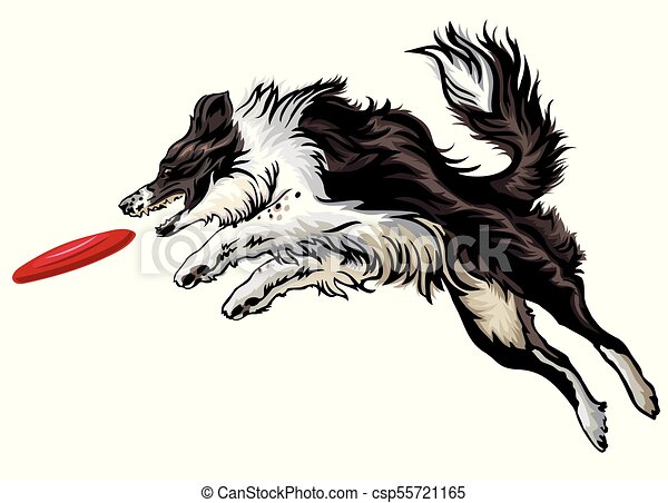 Detail Border Collie Gezeichnet Nomer 2