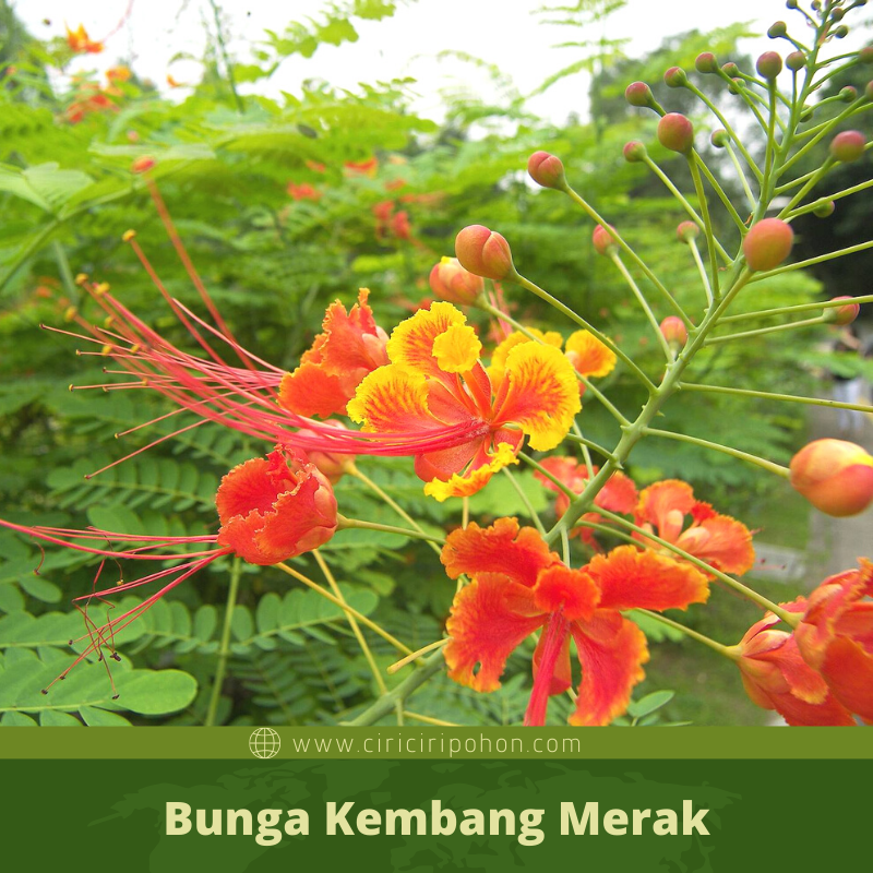 Detail Gambar Bunga Merak Nomer 13