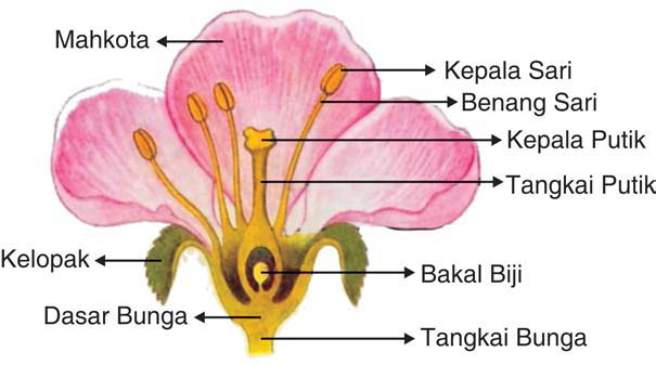 Detail Gambar Bunga Merak Dan Bagian Bagiannya Nomer 16