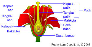 Detail Gambar Bunga Merak Dan Bagian Bagiannya Nomer 7