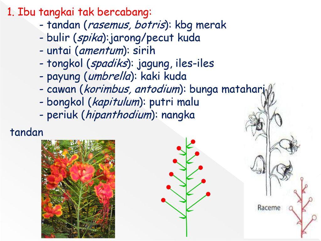 Detail Gambar Bunga Merak Dan Bagiannya Nomer 2