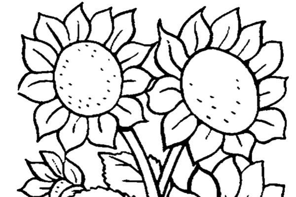 Detail Gambar Bunga Mewarnai Hitam Putih Nomer 22