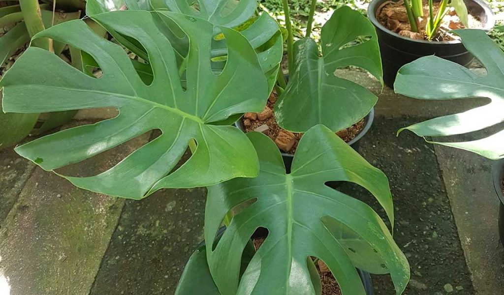 Gambar Bunga Monstera - KibrisPDR