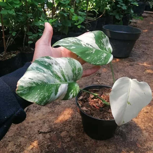 Detail Gambar Bunga Monstera Variegata Nomer 45