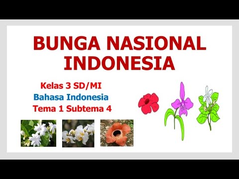 Detail Gambar Bunga Nasional Di Indonesia Nomer 23