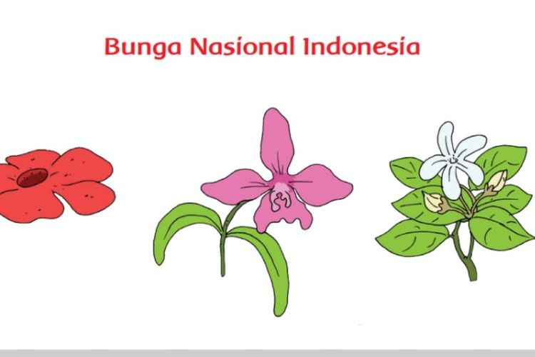 Detail Gambar Bunga Nasional Di Indonesia Nomer 4
