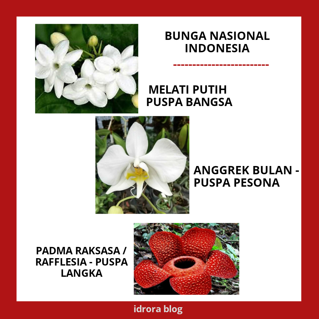 Detail Gambar Bunga Nasional Di Indonesia Nomer 32