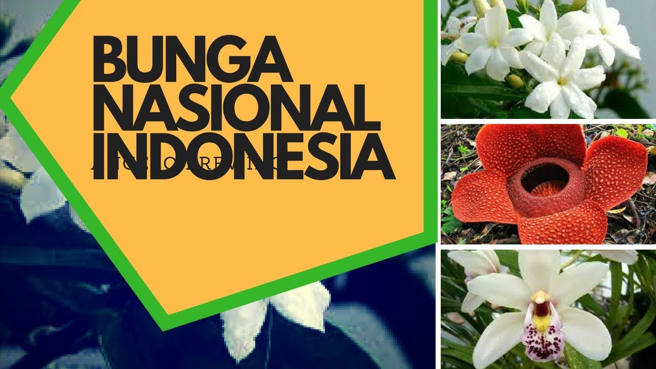 Detail Gambar Bunga Nasional Di Indonesia Nomer 6