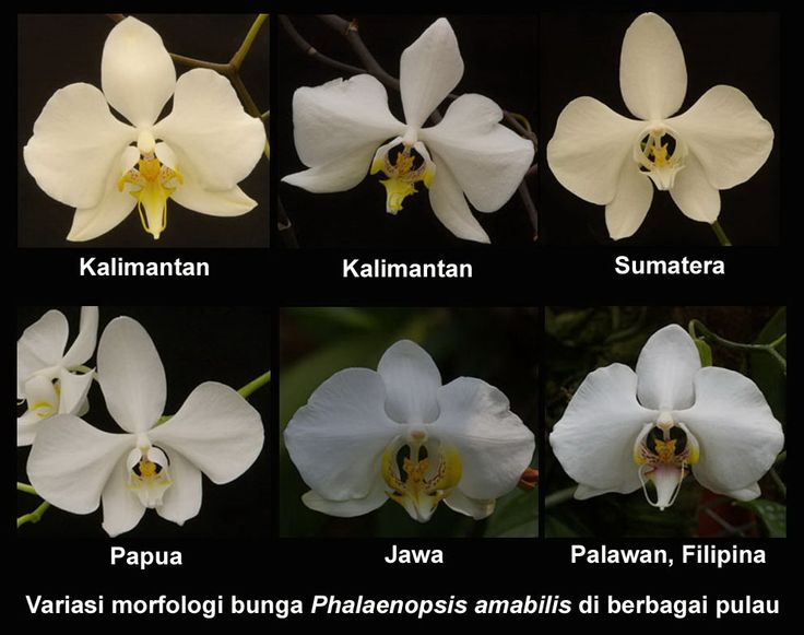 Detail Gambar Bunga Nasional Di Indonesia Nomer 52
