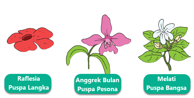 Detail Gambar Bunga Nasional Indonesia Nomer 4