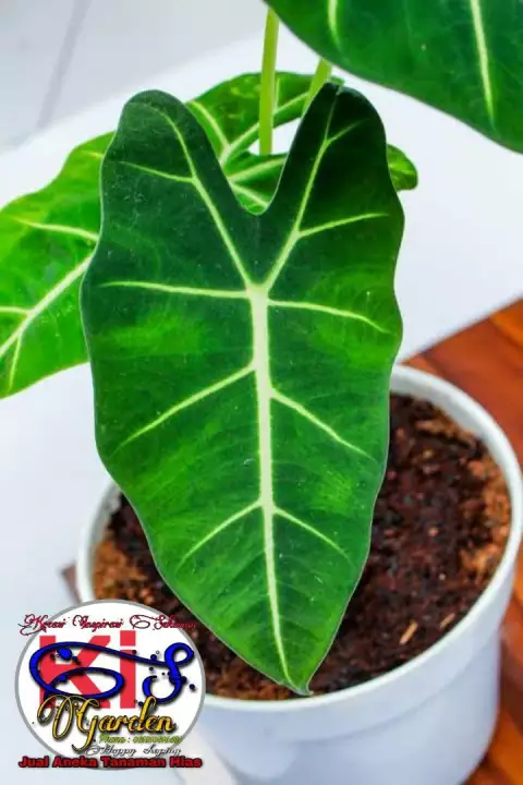 Detail Gambar Bunga Neon Nomer 33