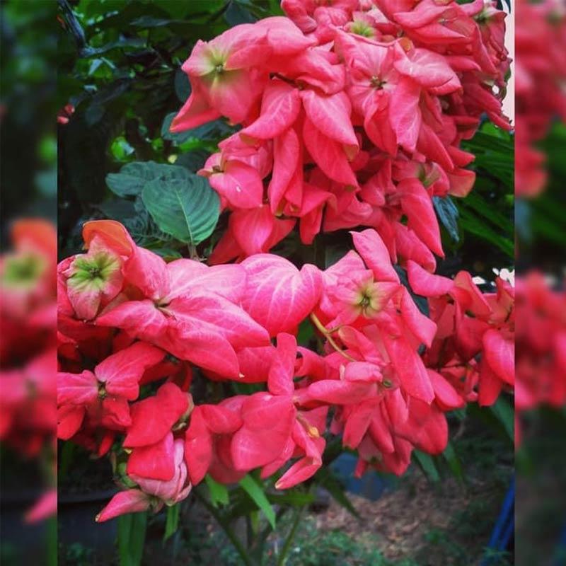 Gambar Bunga Nusa Indah Merah - KibrisPDR