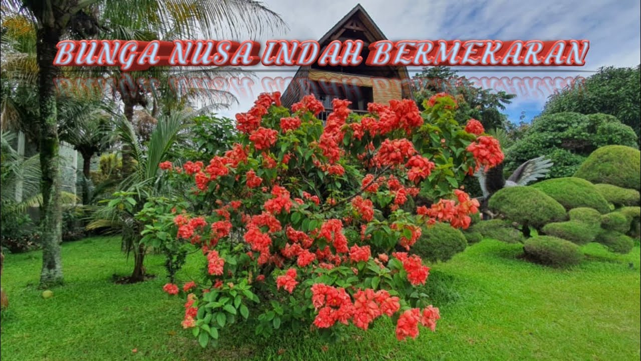 Detail Gambar Bunga Nusa Indah Merah Nomer 12