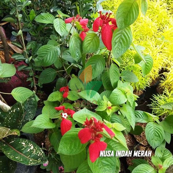 Detail Gambar Bunga Nusa Indah Merah Nomer 13