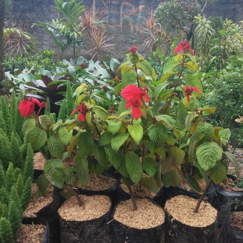 Detail Gambar Bunga Nusa Indah Merah Nomer 20