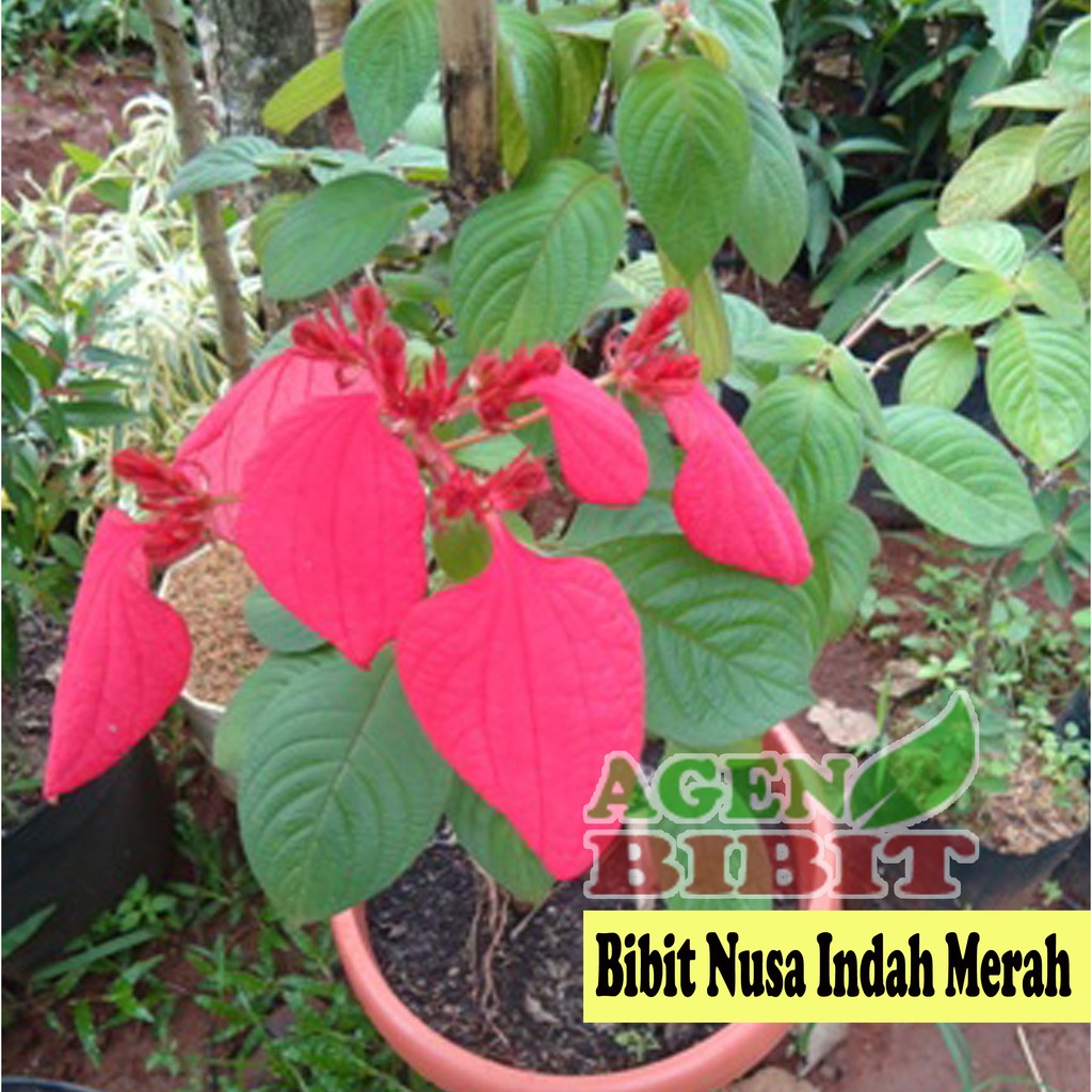 Detail Gambar Bunga Nusa Indah Merah Nomer 3