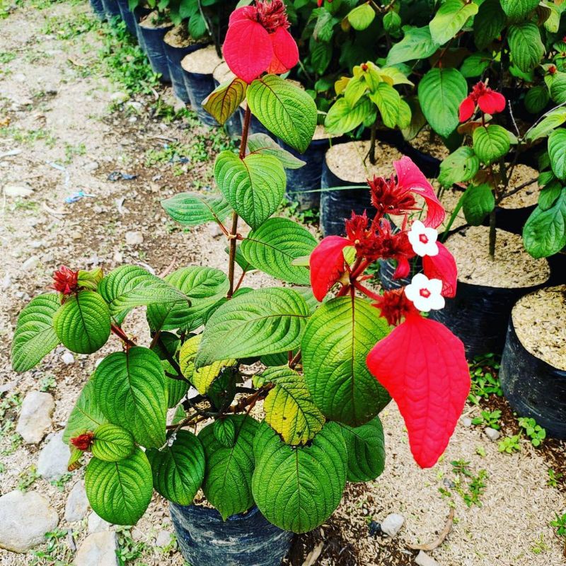 Detail Gambar Bunga Nusa Indah Merah Nomer 24