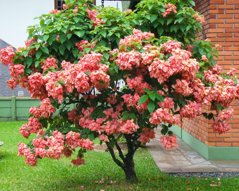 Detail Gambar Bunga Nusa Indah Merah Nomer 4