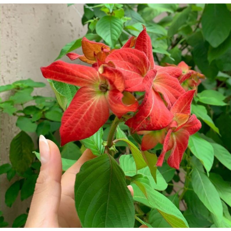 Detail Gambar Bunga Nusa Indah Merah Nomer 30