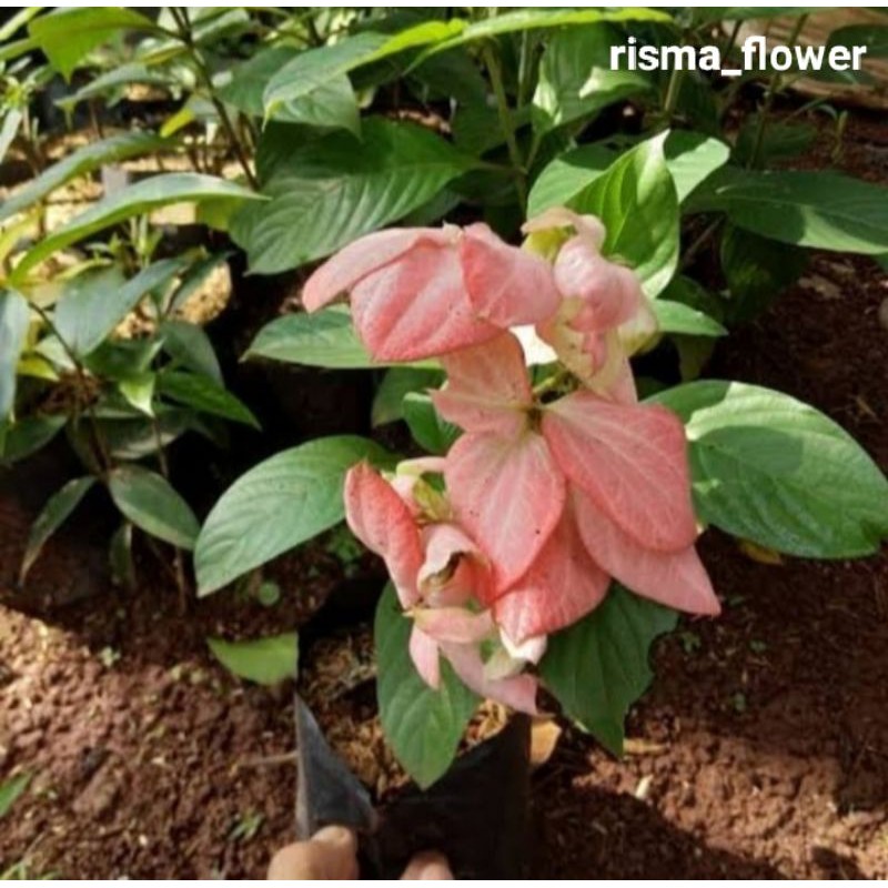 Detail Gambar Bunga Nusa Indah Merah Nomer 32