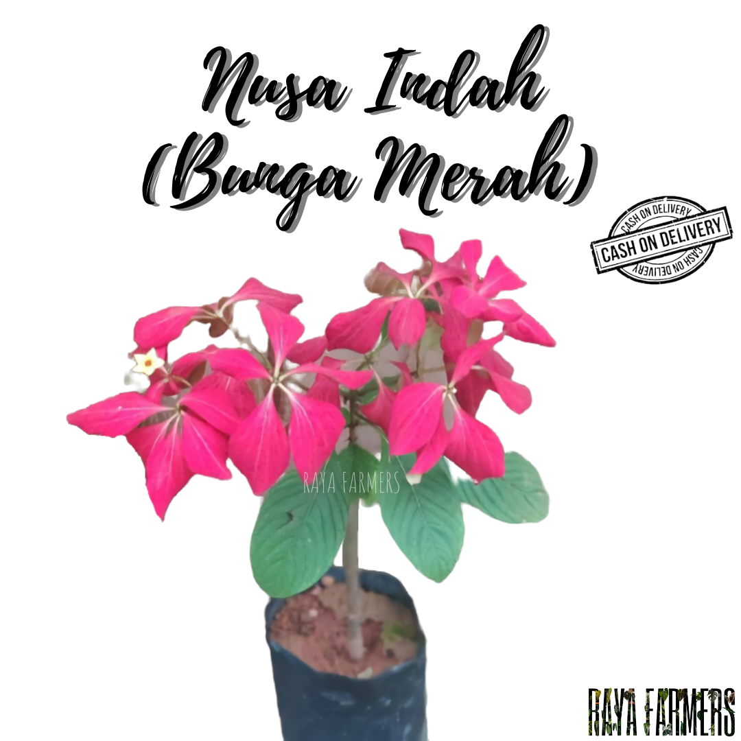 Detail Gambar Bunga Nusa Indah Merah Nomer 33