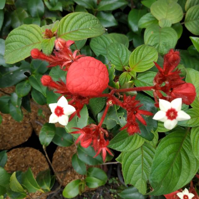 Detail Gambar Bunga Nusa Indah Merah Nomer 34