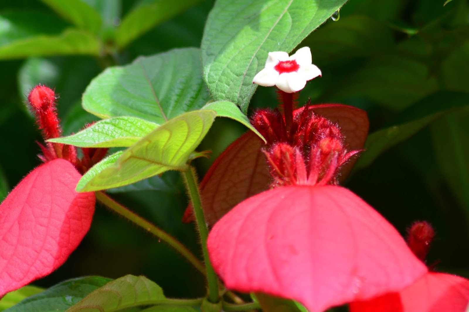 Detail Gambar Bunga Nusa Indah Merah Nomer 36
