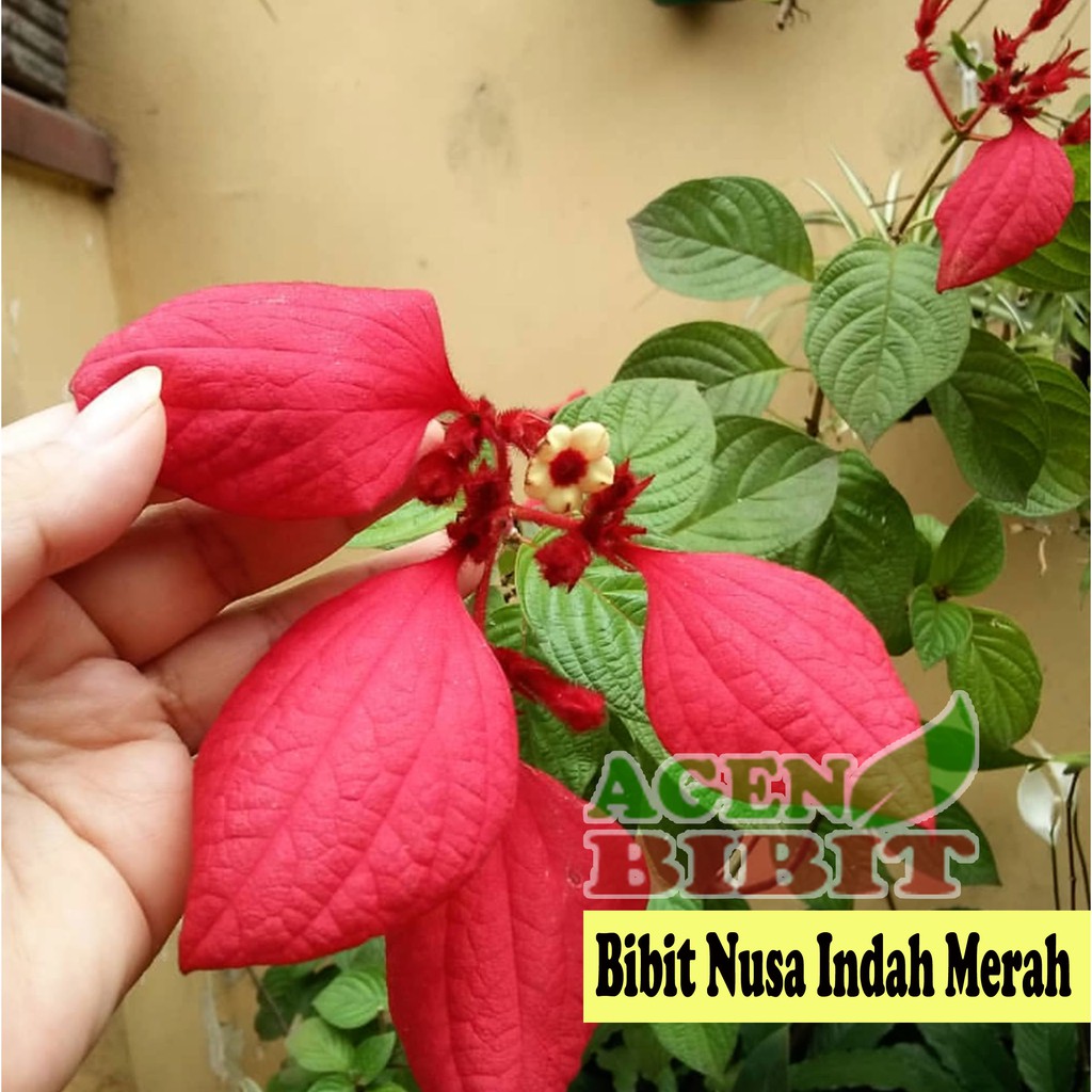 Detail Gambar Bunga Nusa Indah Merah Nomer 44