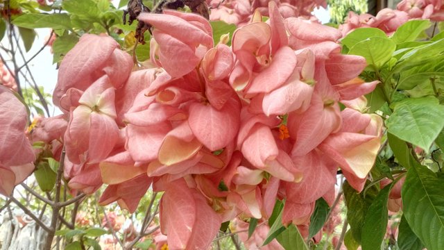 Detail Gambar Bunga Nusa Indah Merah Nomer 45