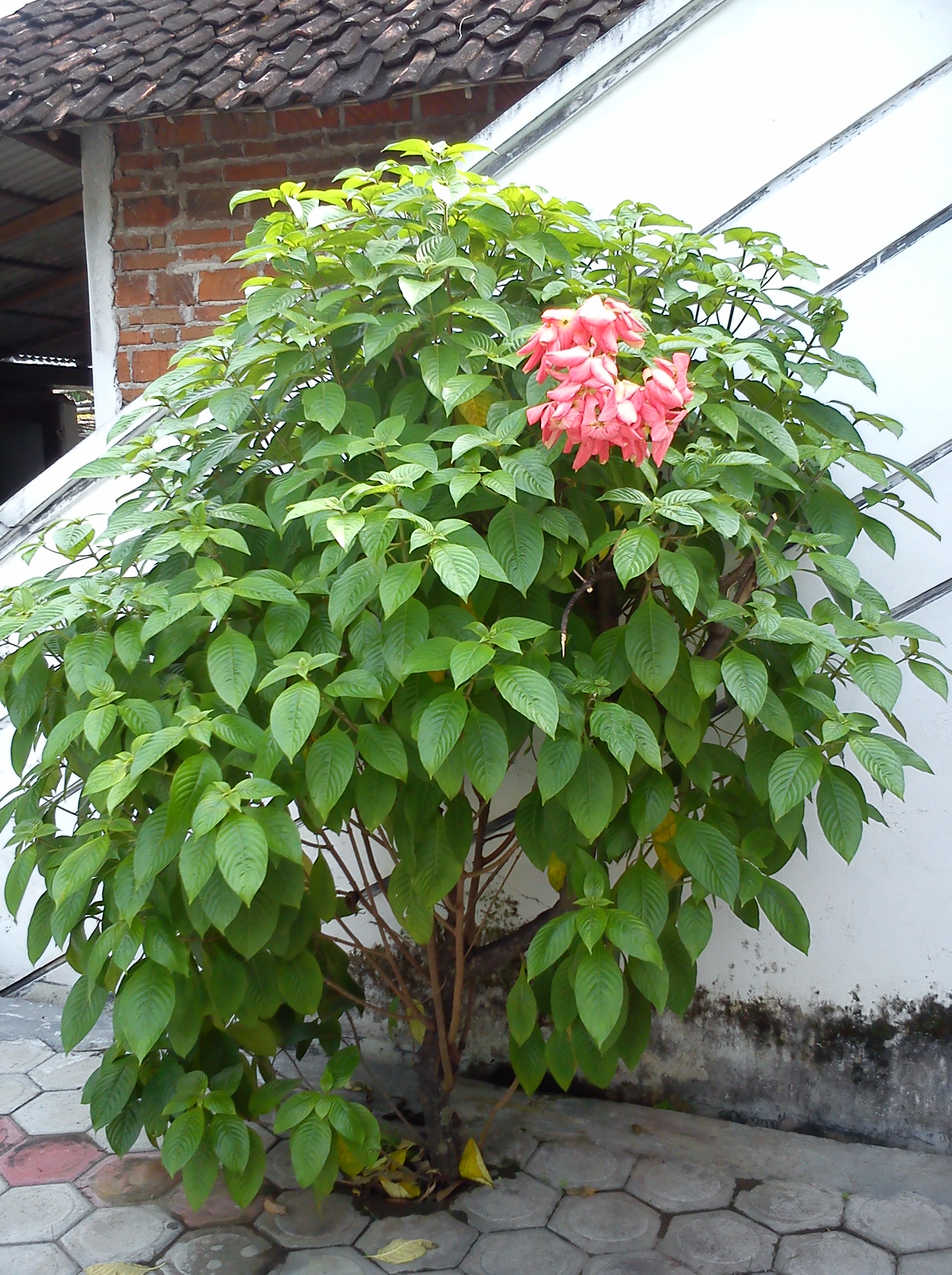 Detail Gambar Bunga Nusa Indah Merah Nomer 48