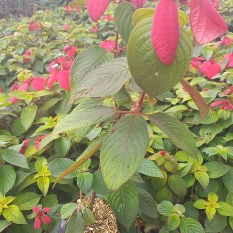 Detail Gambar Bunga Nusa Indah Merah Nomer 49