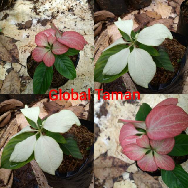 Detail Gambar Bunga Nusa Indah Merah Nomer 50