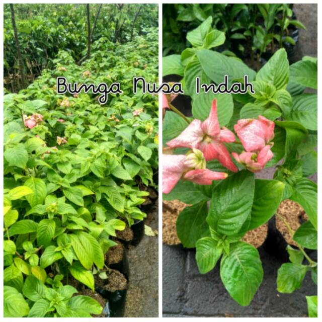 Detail Gambar Bunga Nusa Indah Merah Nomer 51