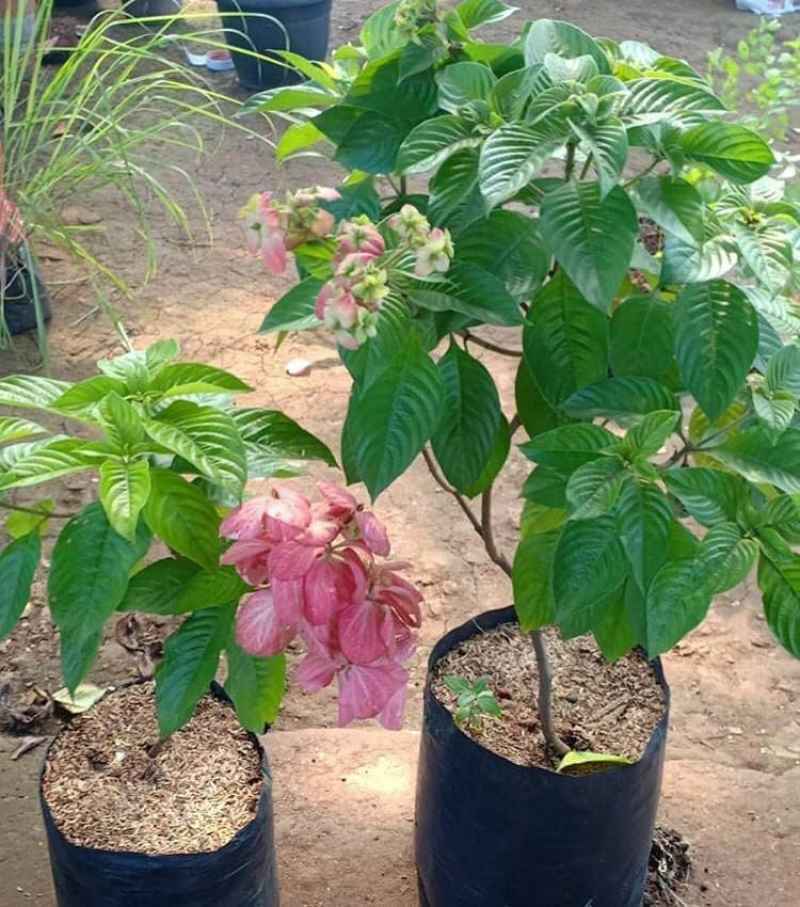 Detail Gambar Bunga Nusa Indah Merah Nomer 52