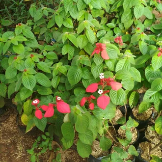 Detail Gambar Bunga Nusa Indah Merah Nomer 53