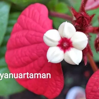 Detail Gambar Bunga Nusa Indah Merah Nomer 54
