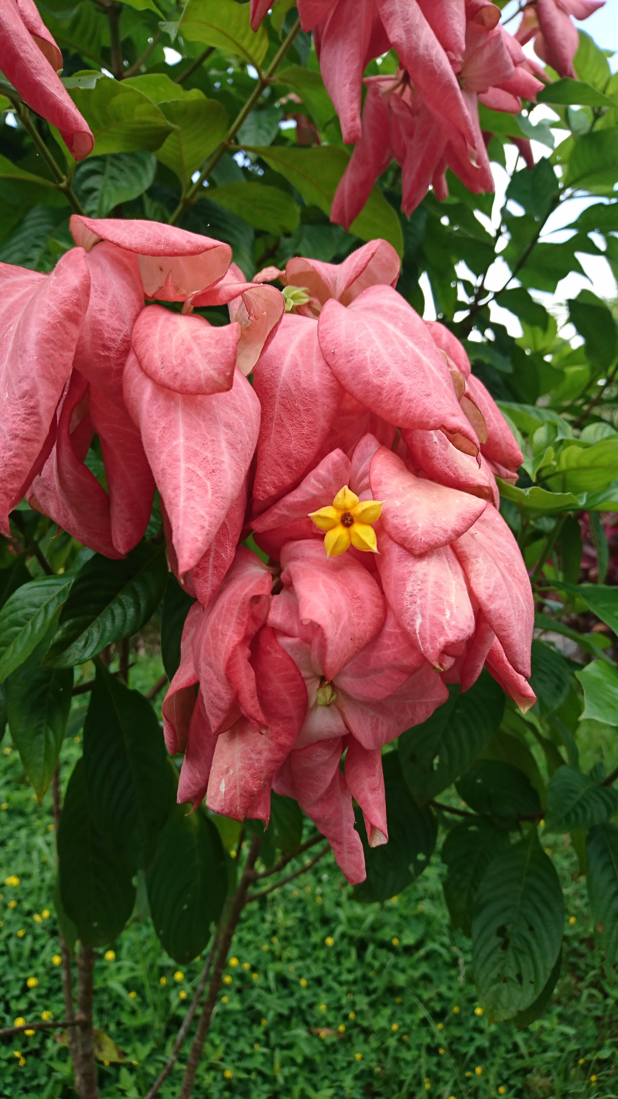 Detail Gambar Bunga Nusa Indah Merah Nomer 56
