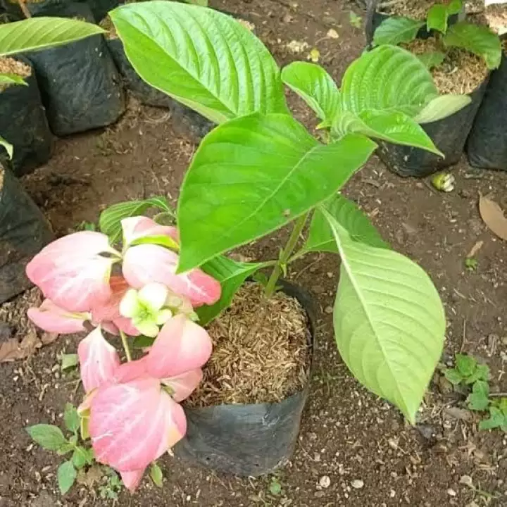 Detail Gambar Bunga Nusa Indah Merah Nomer 57