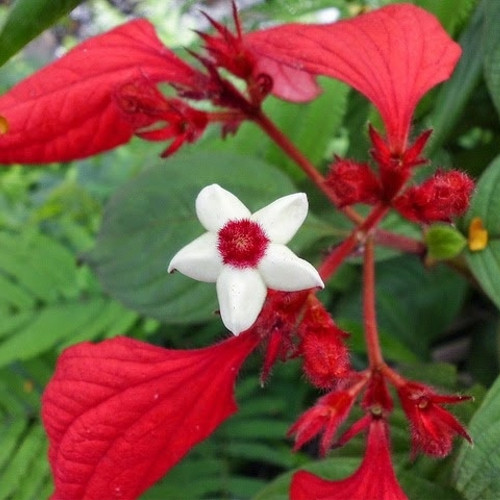 Detail Gambar Bunga Nusa Indah Merah Nomer 8