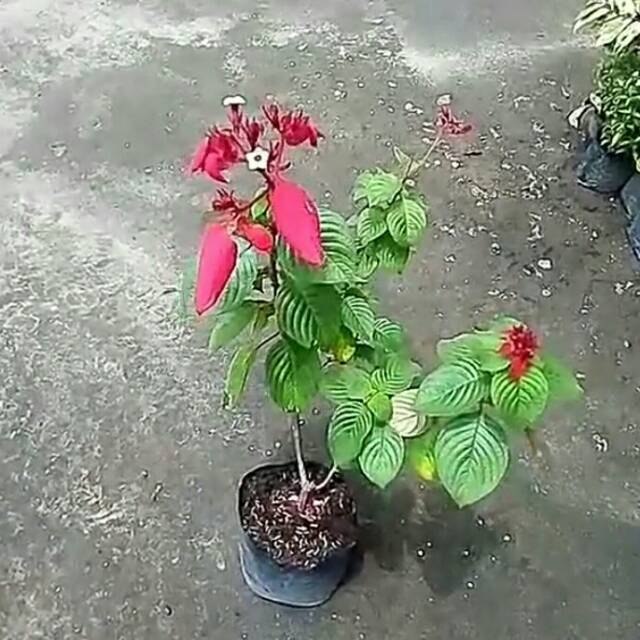 Detail Gambar Bunga Nusa Indah Merah Nomer 9